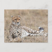 大人の生意気は乾燥した草の中に横たわる ポストカード (正面)