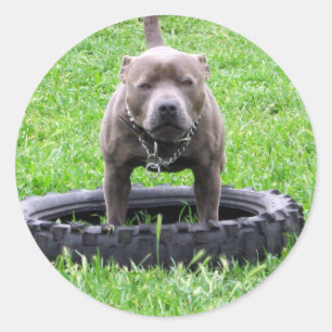 大人の男の(犬)スタッフォードテリア遊よう ラウンドシール
