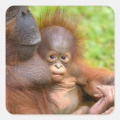 大切なオランウータン母カドル スクエアシール (正面)