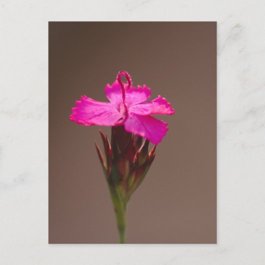 大切な人への花のメッセージ ポストカード (正面)