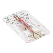 大動脈!!マグネット マグネット (右側)