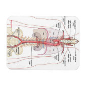 大動脈!!マグネット マグネット (横)