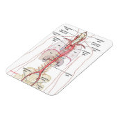 大動脈!!マグネット マグネット (左側)