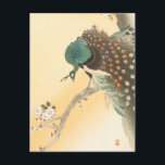 大原小村のさくらんぼの花にクジャク ポストカード<br><div class="desc">大原小村のさくらんぼの花の木絵画の孔雀(1900-1930)</div>