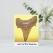 大型のフザメ歯 ポストカード (スタンド正面)