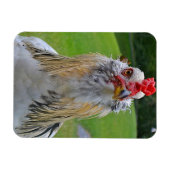 大型のルースター磁石 マグネット (横)