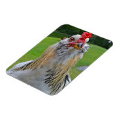 大型のルースター磁石 マグネット (左側)