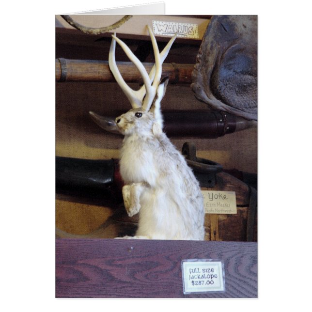 大型のJackalope $287.00 (正面)