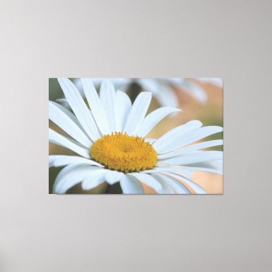 大型オーバーサイズデイジー キャンバスプリント (正面)