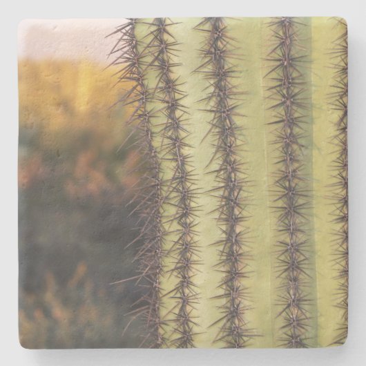 大型サグアーロサボテン、アリゾナ州、角型の石造りコースター ストーンコースター (正面)
