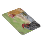 大型チキンマグネット マグネット (右側)