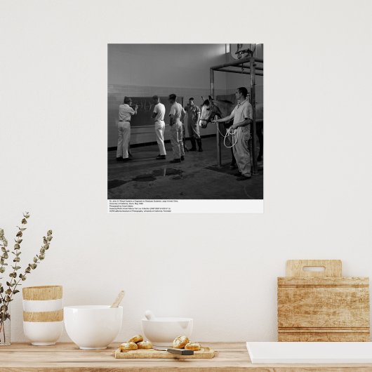 大型動物病院、UC Davis、1966 ポスター (キッチン)