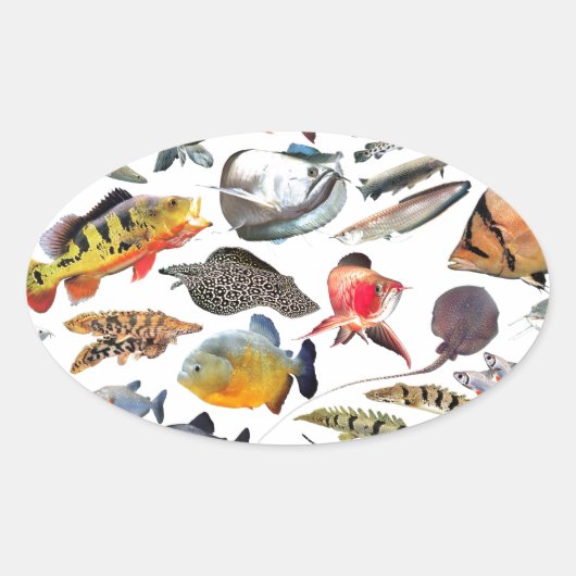 大型熱帯魚 楕円形シール (正面)