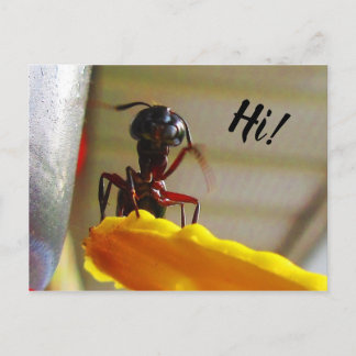 大大工アリなびくハロー ポストカード