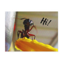 大大工アリなびくハロー