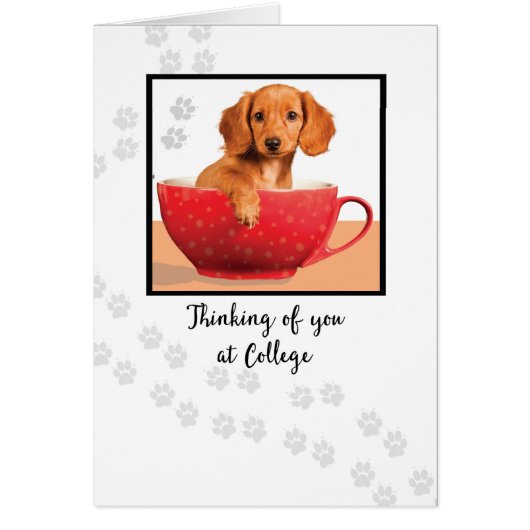 大学考えで可愛いダッチンド犬 (正面)