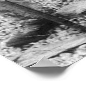 大実在魚、1900年代初期 ポスター (角)