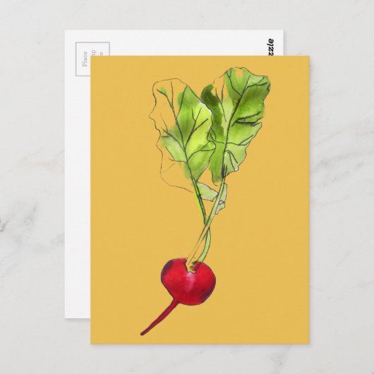 大根の野菜の水の色イラストレーションアート ポストカード (正面/裏面)