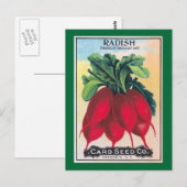 大根シードパケット ポストカード (正面/裏面)