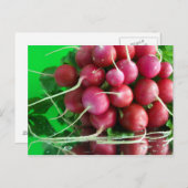 大根 ポストカード (正面/裏面)