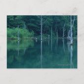 大正池 ポストカード (正面)