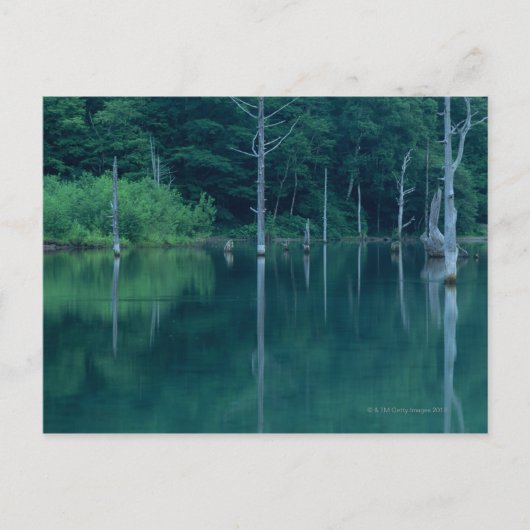 大正池 ポストカード (正面)