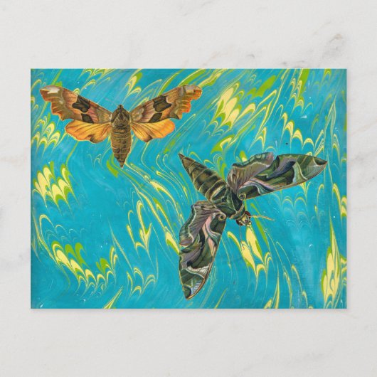 大理石のモスポストカード ポストカード (正面)