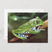 大眼瞼、ヒメハガエル ポストカード (正面/裏面)