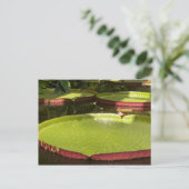 大睡蓮はがき ポストカード (スタンド正面)