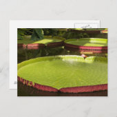 大睡蓮はがき ポストカード (正面/裏面)