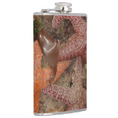 大砲のビーチのヒトデか海星、または、写真4 フラスク (右)