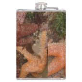 大砲のビーチのヒトデか海星、または、写真4 フラスク (裏面)