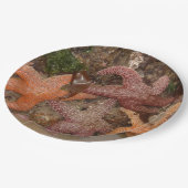 大砲のビーチのヒトデか海星、または、写真4 ペーパープレート (アングル)