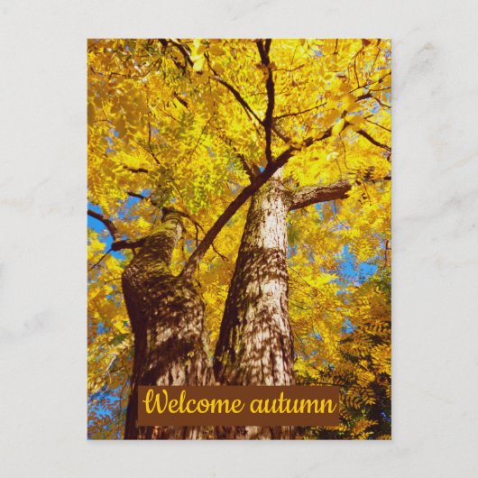 大秋 ポストカード (正面)