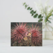 大紅海ウニペアはがき ポストカード (スタンド正面)