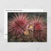 大紅海ウニペアはがき ポストカード (正面/裏面)