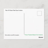 大紅海ウニペアはがき ポストカード (裏面)