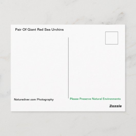 大紅海ウニペアはがき ポストカード (裏面)