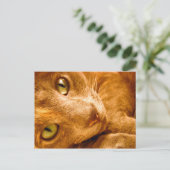 大緑 ポストカード (スタンド正面)