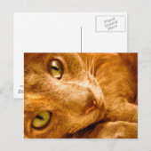 大緑 ポストカード (正面/裏面)