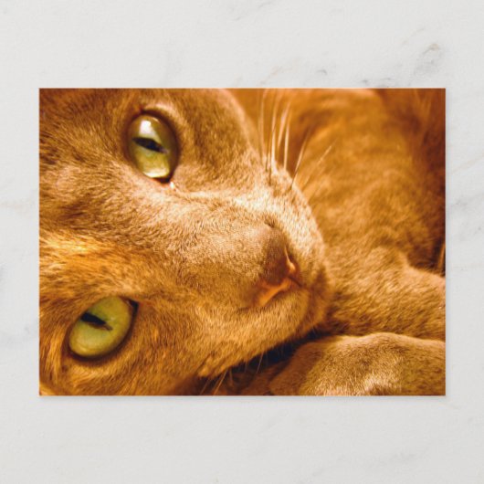 大緑 ポストカード (正面)