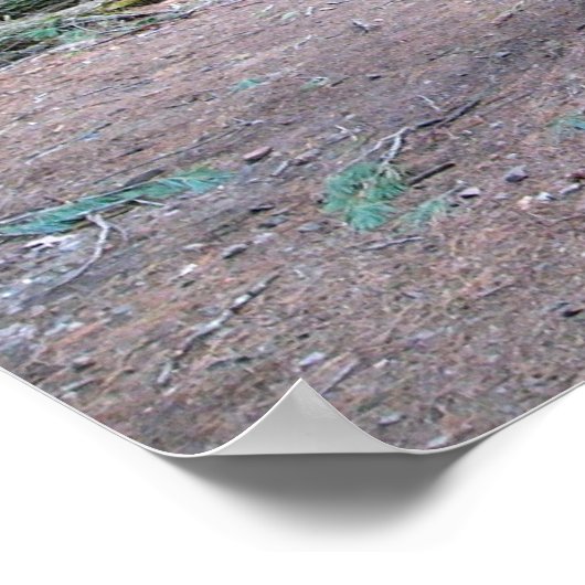 大聖堂の松 ポスター (角)