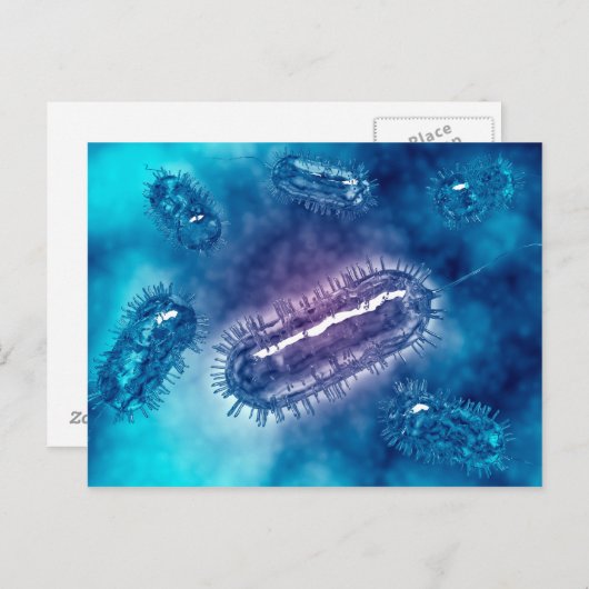 大腸菌群1 ポストカード (正面/裏面)