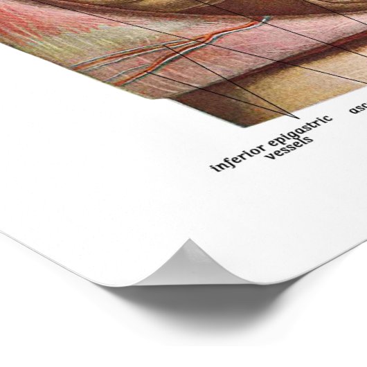 大腸解剖学 ポスター (角)