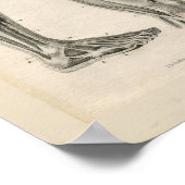 大腿脚筋ヴィンテージ構造プリント ポスター (角)