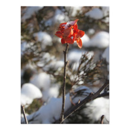 大草原の花 フォトプリント           