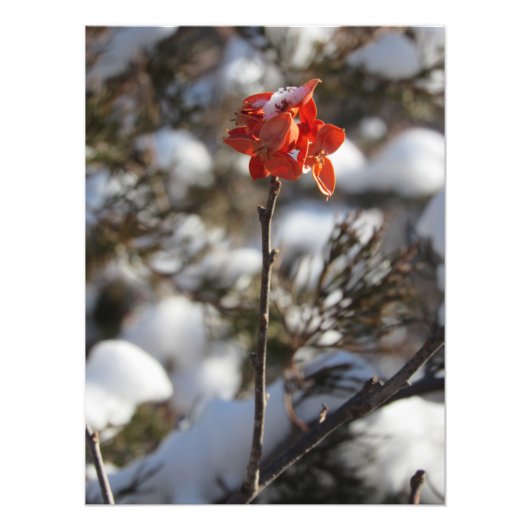 大草原の花 フォトプリント            (正面)