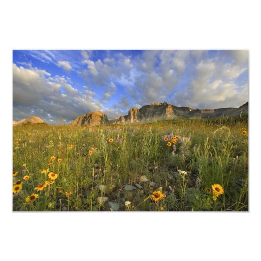 大草原ワイルドフラワーズアットウィンディクリークin the Many フォトプリント (正面)