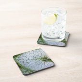 大葉植物の葉フローラ コースター (右側)