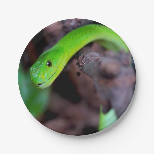 大蛇のヘビ ペーパープレート (正面)